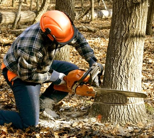 Tree Removal in Golf, IL